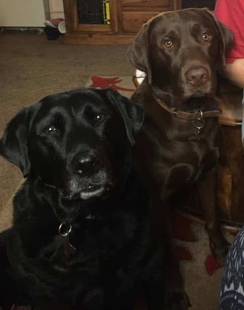 Oscar and Abbie, Simone and Gary’s Labradors